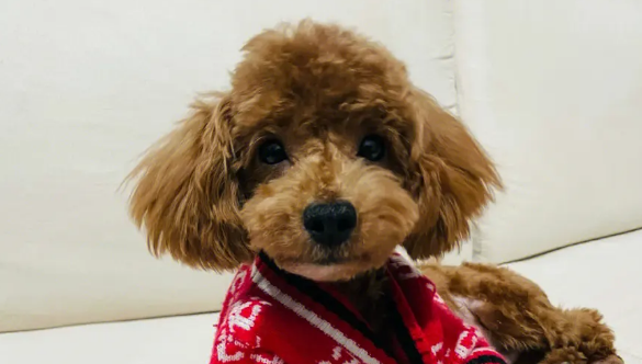养“泰迪犬“前,你首先得承受这6件事,以免你“诉苦“它 养“泰迪犬“前,你首先得承受这6件事,以免你“诉苦“它