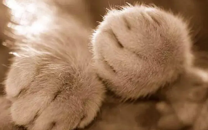 猫咪为什么要磨爪啊
