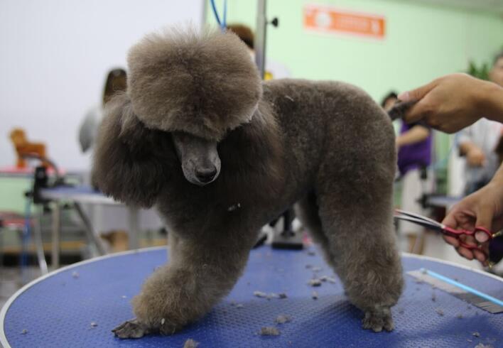 宠物美容怎么考证呢 宠物美容怎么考证呢