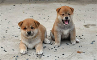 中华田园犬出售价格表