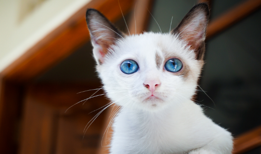 猫咪一阵一阵的发抖像打冷颤？有哪些原因？