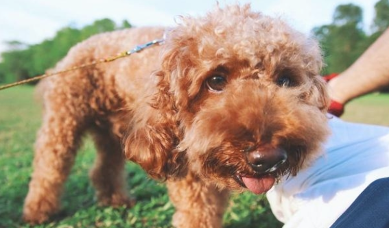 六个缘故告之你,为何泰迪犬会咬人?不必只图着责骂了 六个缘故告之你,为何泰迪犬会咬人?不必只图着责骂了