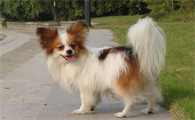 蝴蝶犬串串长大后的样子图片