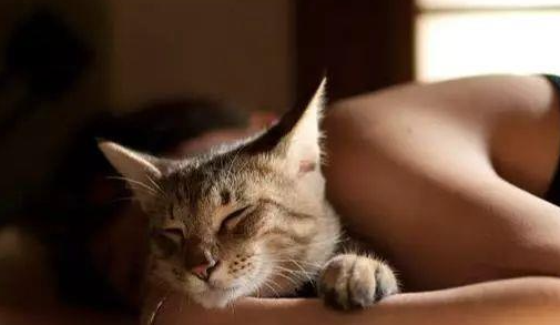 猫咪和人可以一起睡吗?猫咪可以和人一起睡觉吗? 猫咪和人可以一起睡吗?猫咪可以和人一起睡觉吗?
