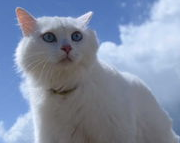 猫咪的家庭训练,原来是这样训练的! 猫咪的家庭训练,原来是这样训练的!