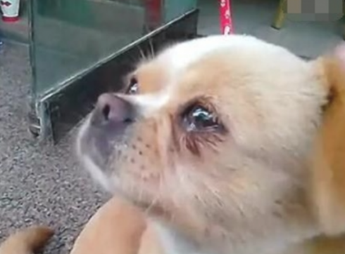 狗狗常常落泪有黏糊的物品是为什么？
