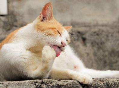 猫咪舔毛的时候为什么要咬