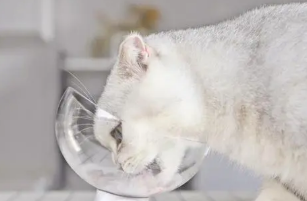 猫咪的饭碗每天洗几次