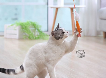 猫咪一直玩逗猫棒会累死吗