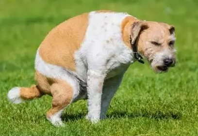 狗狗为什么出来不拉屎