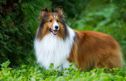 喜乐蒂犬有这种病症,请别忽视了 喜乐蒂犬有这种病症,请别忽视了