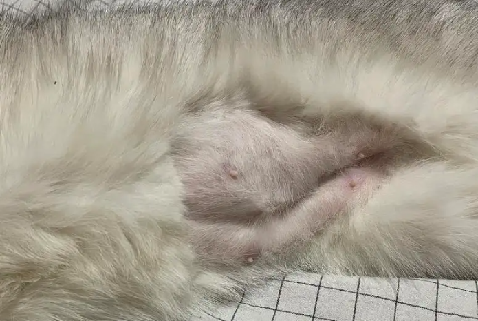 猫涨奶不管自己能好吗？