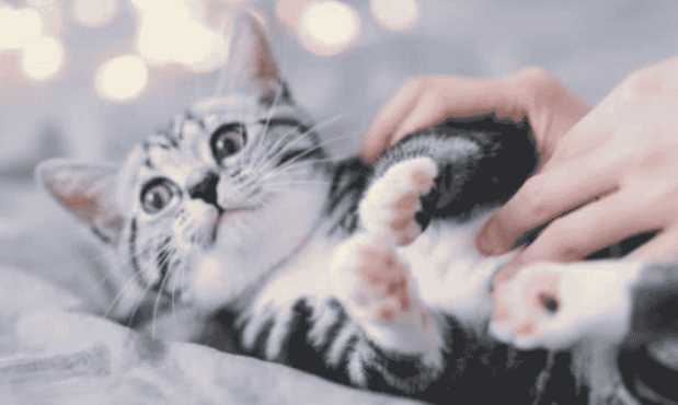 饲养攻略:猫叫不出声音怎么回事? 饲养攻略:猫叫不出声音怎么回事?
