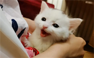 猫咪在家中不停叫怎么回事