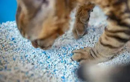 为什么猫咪会吃猫砂?来看看吧 为什么猫咪会吃猫砂?来看看吧