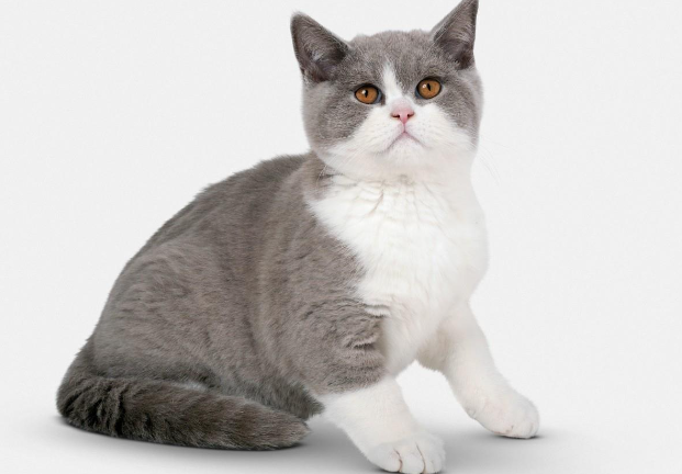 如何驯养英国短毛猫？养英国短毛猫需要准备什么