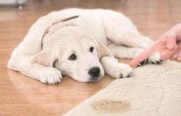 狗狗最害怕哪种惩罚？什么办法有用？