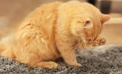 猫咪吐猫粮且伴有黄色的液体是什么情况? 猫咪吐猫粮且伴有黄色的液体是什么情况?