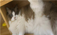布偶猫讨厌主人的表现