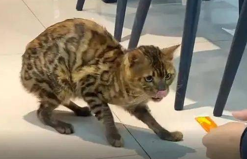 大学食堂的流浪猫，无人收养，确认身份后：行走的人民币