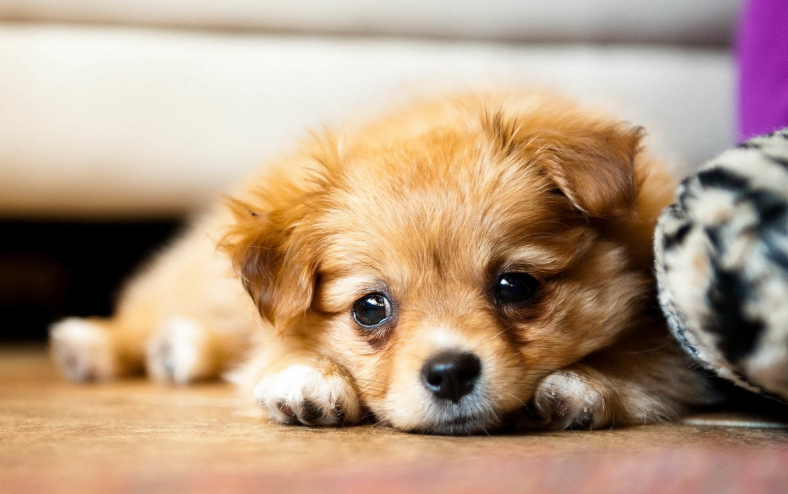 狗狗腹泻吃什么药最管用 狗狗腹泻吃什么药最管用