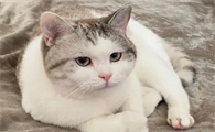 猫可以一辈子吃禁情粉吗？