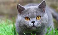 猫吃了虫子会怎么样?