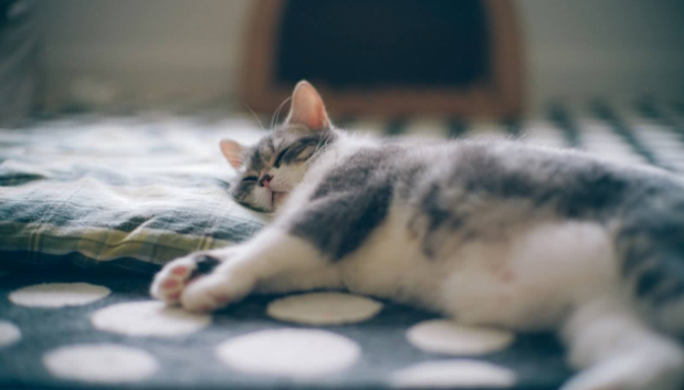 疾病实例：驱虫不及时，猫咪也会得疥螨！