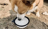 狗狗为什么不喝白粥了