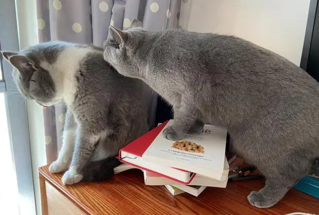 猫咪应激后的症状表现，都有哪些？
