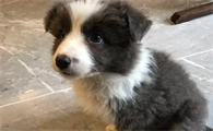 蓝白边牧长大后好看吗
