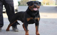 出售自家罗威纳幼犬500左右价格
