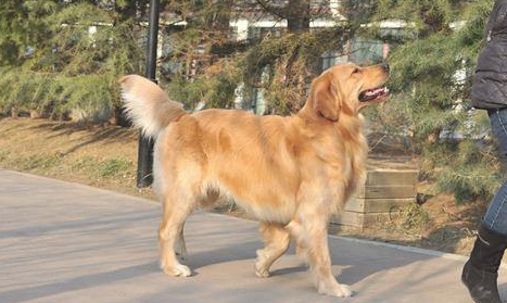犬生完孩子钙的缺失怎么会喘,为何母犬生完孩子钙的缺失会喘 犬生完孩子钙的缺失怎么会喘,为何母犬生完孩子钙的缺失会喘