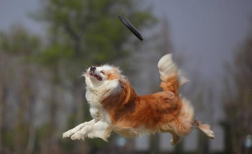 训练狗狗，这几个错误，千万别犯