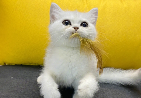 金渐层猫舍推荐