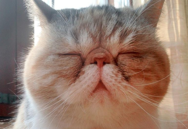 猫拉绿色稀便，是怎么回事？
