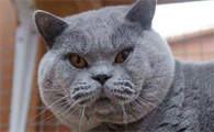 猫咪什么时候发腮最好