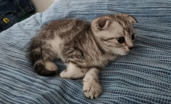 一文带你了解，猫咪的年龄与体重的正常范围？