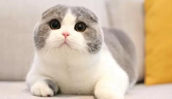 为什么猫猫训练起来会比较困难？猫为什么训练不了？