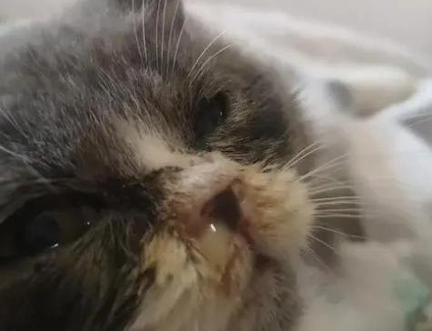 小猫流鼻涕吃什么药合适