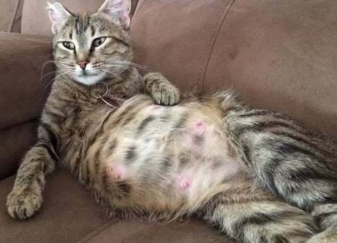 猫怀孕几个月肚子变大 