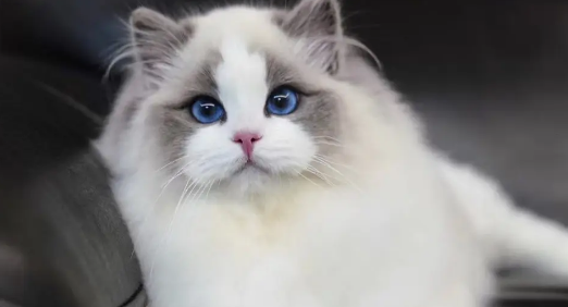 布偶猫一般多少钱一只 布偶猫一般多少钱一只