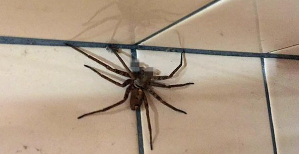 大蜘蛛为什么不能打