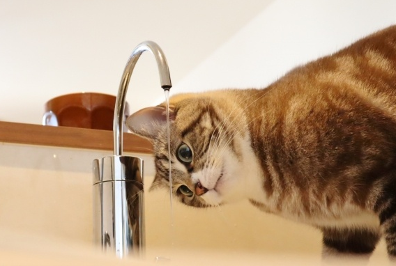猫咪为什么喜欢喝酒喝水 猫咪为什么喜欢喝酒喝水