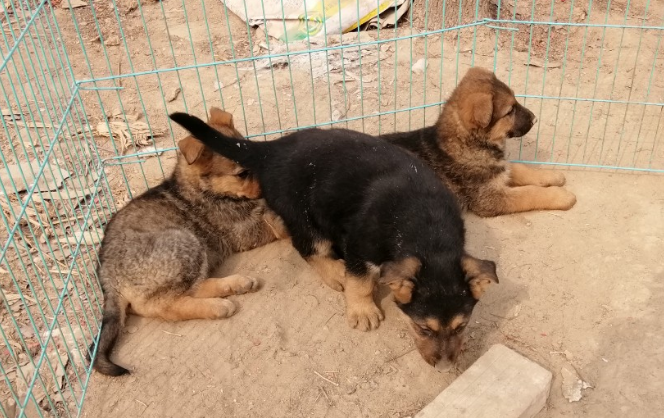 昆明犬3到4个月幼犬