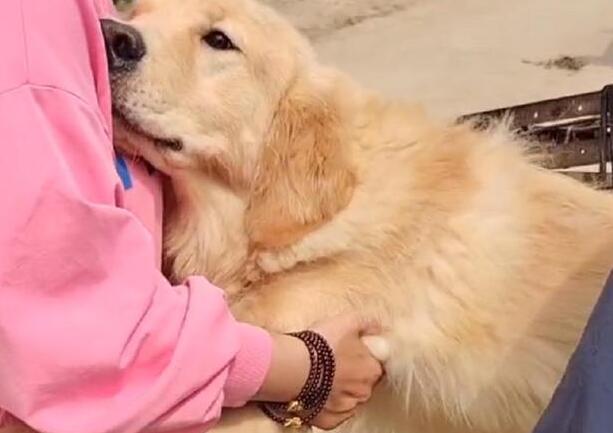 改正金毛犬扑到人身上的习惯 改正金毛犬扑到人身上的习惯
