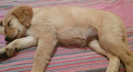 腹部就非常容易涨痛,幼犬涨肚不排便该怎么办 腹部就非常容易涨痛,幼犬涨肚不排便该怎么办