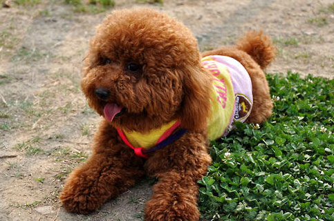 泰迪拉红色水样便水,泰迪拉稀便红色的 泰迪拉红色水样便水,泰迪拉稀便红色的