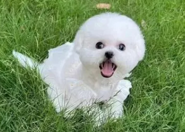 比熊精神好就是干咳发出