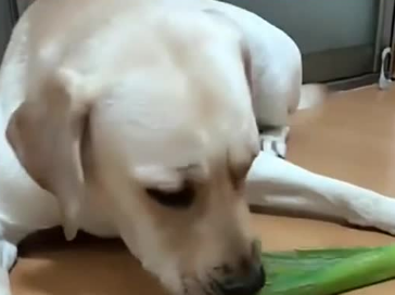狗狗吃了葱多久中毒啊怎么办